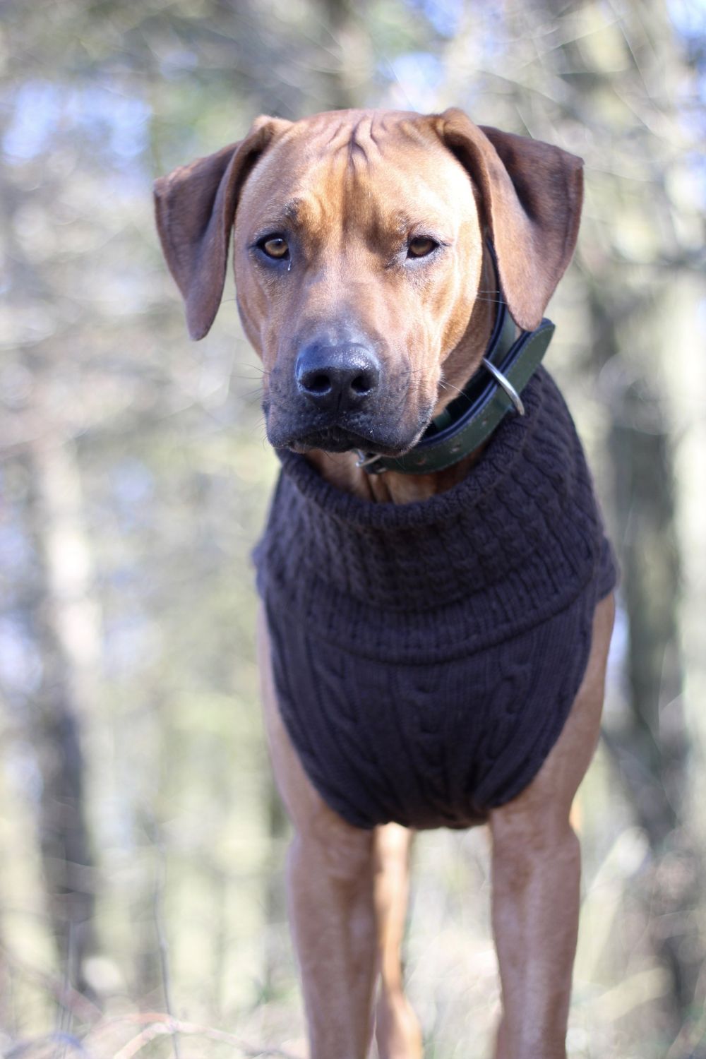 JUMPER SMARTY - Walnut, 100 % Wolle vom Merino Schaf JUMPER SMARTY - Walnut, 100 % Wolle vom Merino Schaf