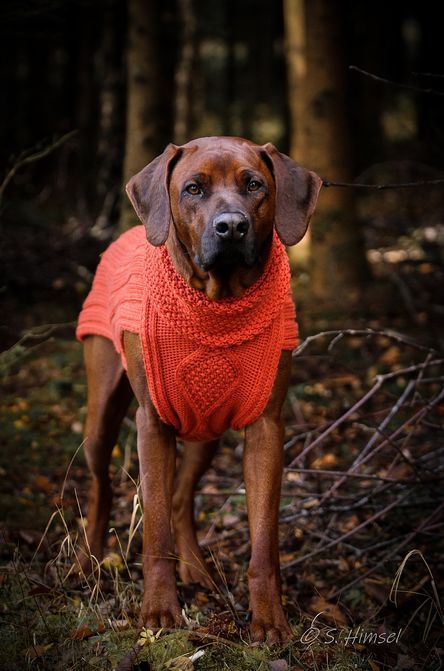 JUMPER CLASSY -  orange  powder - 100% Wolle.
