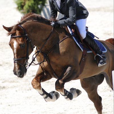Für unsere Pferde - Kay-line EQUINE - NEW IN