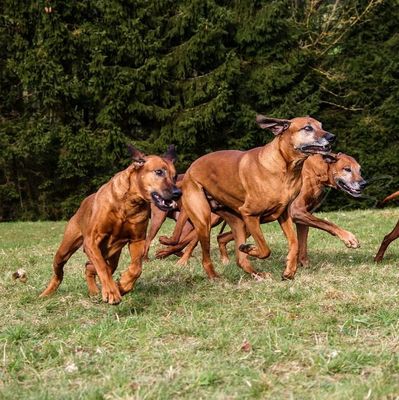 Für unsere Hunde !
