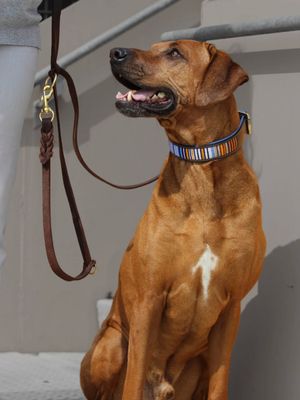 Für unsere Hunde !