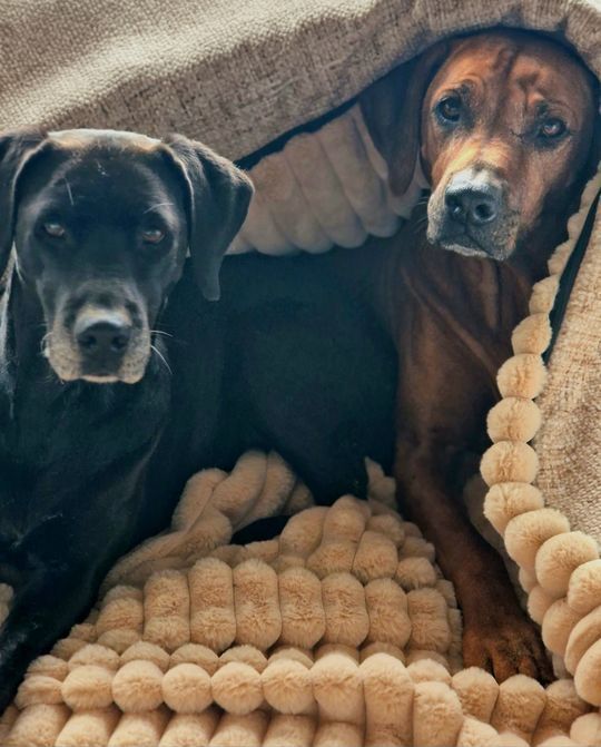 KUSCHELSACK - Sand. NEW IN