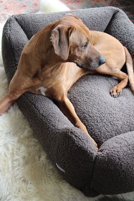 Hundebetten