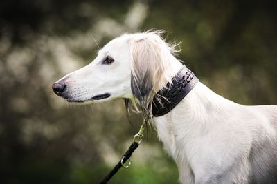 Windhund Halsbänder NEW IN