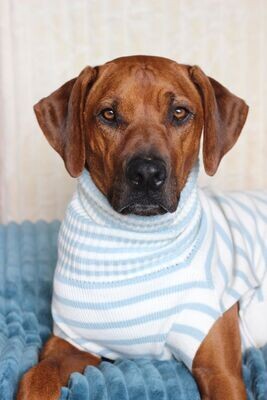 JUMPER NIGHTY Ivory meets pale sky GR L, 100% Baumwolle JUMPER NIGHTY Ivory meets pale sky GR L, 100% Baumwolle