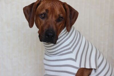 JUMPER NIGHTY Ivory meets taupe Gr M, 100% Baumwolle JUMPER NIGHTY Ivory meets taupe Gr M, 100% Baumwolle