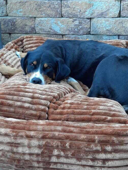 Luxus Hundebett FAKE FUR COGNAC.