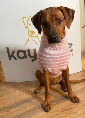 JUMPER NIGHTY  Candy Pink/ meets IVORY  Gr L, 100% Baumwolle