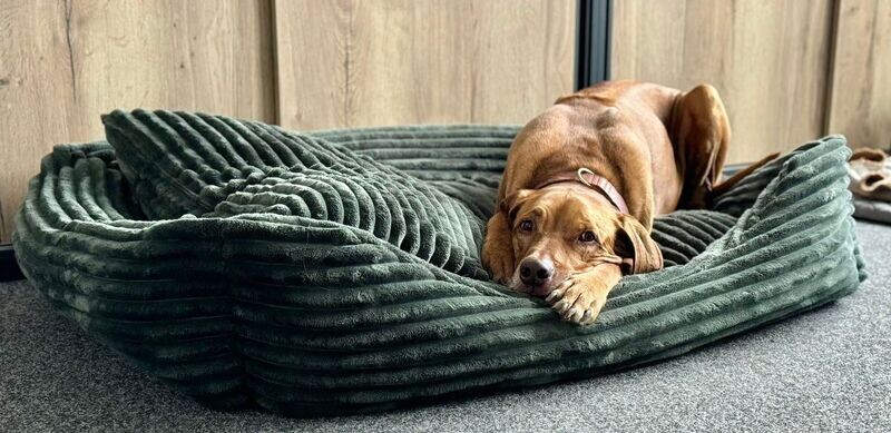 Luxus Hundebett FAKE FUR GRÜN