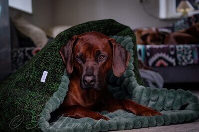 KUSCHELSACK - Forrest Green