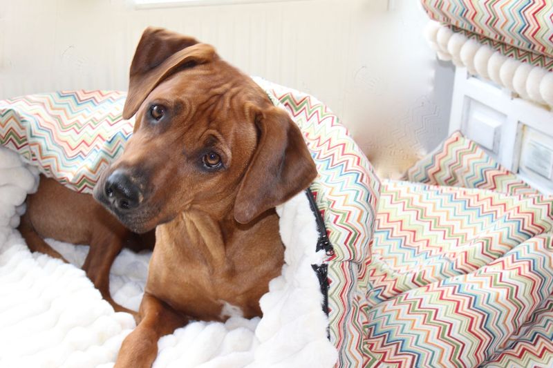 KUSCHELSACK - ZICZAC