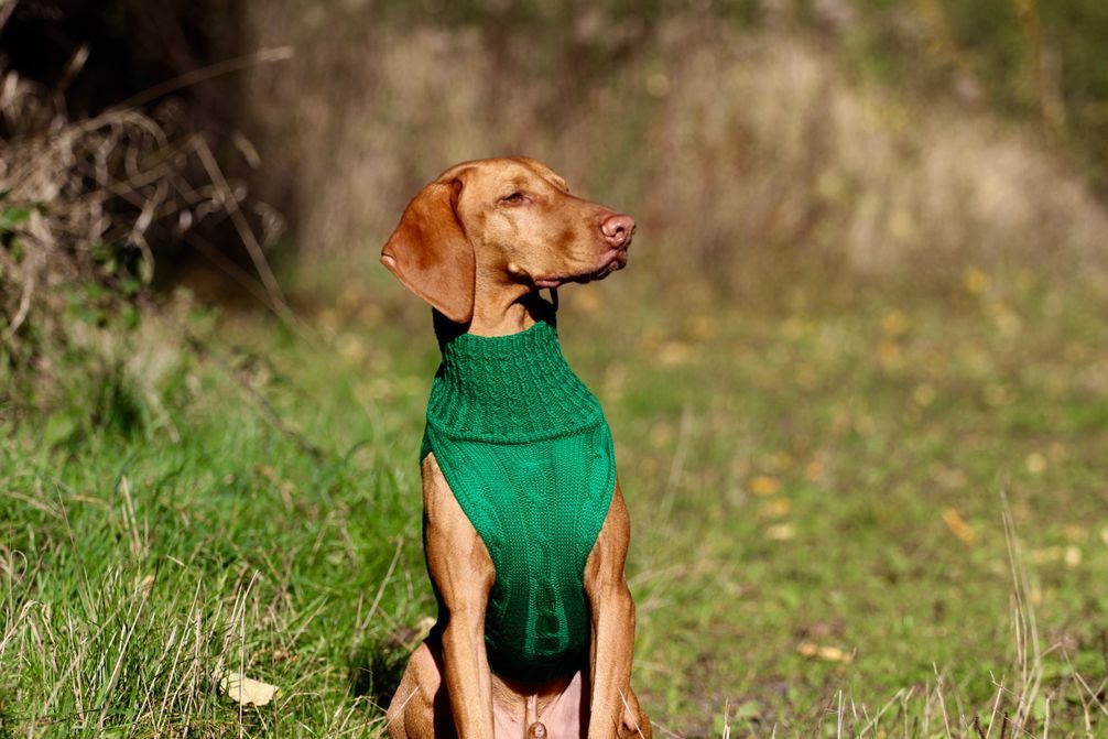 JUMPER SMARTY - GRÜN , 100 % Wolle vom Merino Schaf