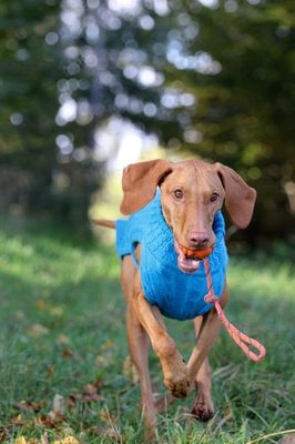 JUMPER SMARTY - TÜRKIS , 100 % Wolle vom Merino Schaf JUMPER SMARTY - TÜRKIS , 100 % Wolle vom Merino Schaf