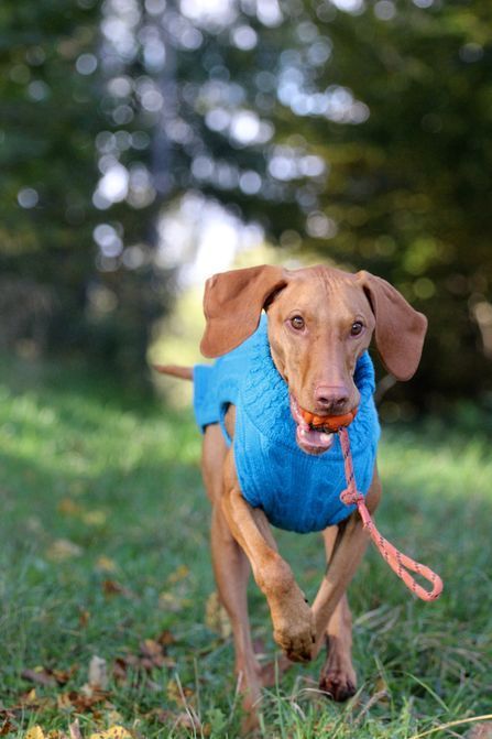 JUMPER SMARTY - TÜRKIS , 100 % Wolle vom Merino Schaf JUMPER SMARTY - TÜRKIS , 100 % Wolle vom Merino Schaf