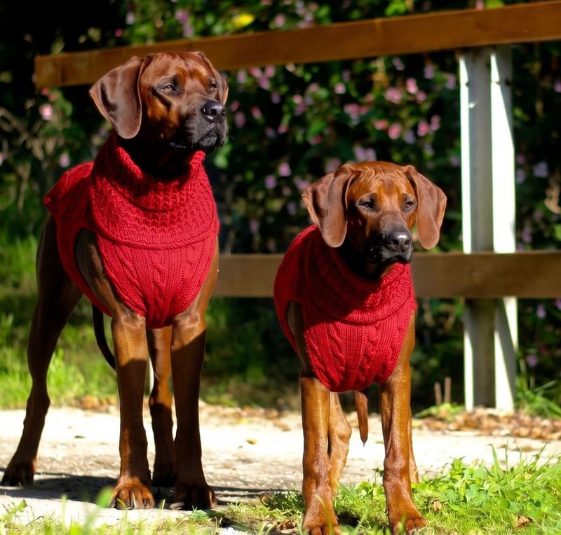 JUMPER SMARTY - ROT , 100 % Wolle vom Merino Schaf JUMPER SMARTY - ROT , 100 % Wolle vom Merino Schaf