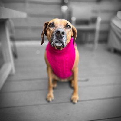 JUMPER SMARTY - PINK , -100 % Wolle vom Merino Schaf JUMPER SMARTY - PINK , -100 % Wolle vom Merino Schaf