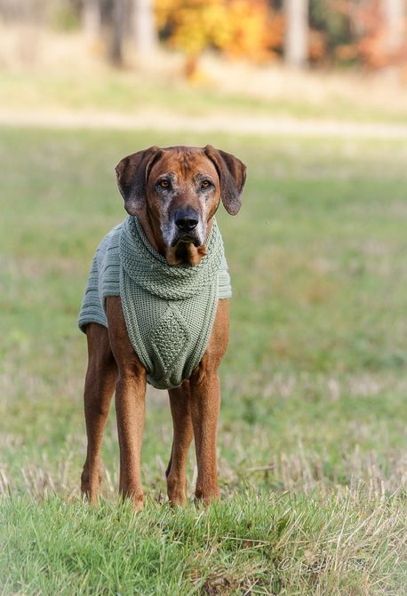 JUMPER CLASSY -  Pistazie - 100% Wolle-