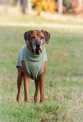 JUMPER CLASSY - Pistazie - 100% Wolle- JUMPER CLASSY - Pistazie - 100% Wolle-