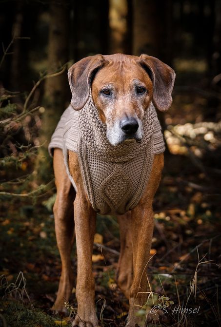 JUMPER CLASSY -  TAUPE -  - 100% Wolle -