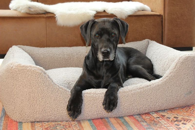 Orthopädisches Hunde Bett Skjól Taupe Orthopädisches Hunde Bett Skjól Taupe