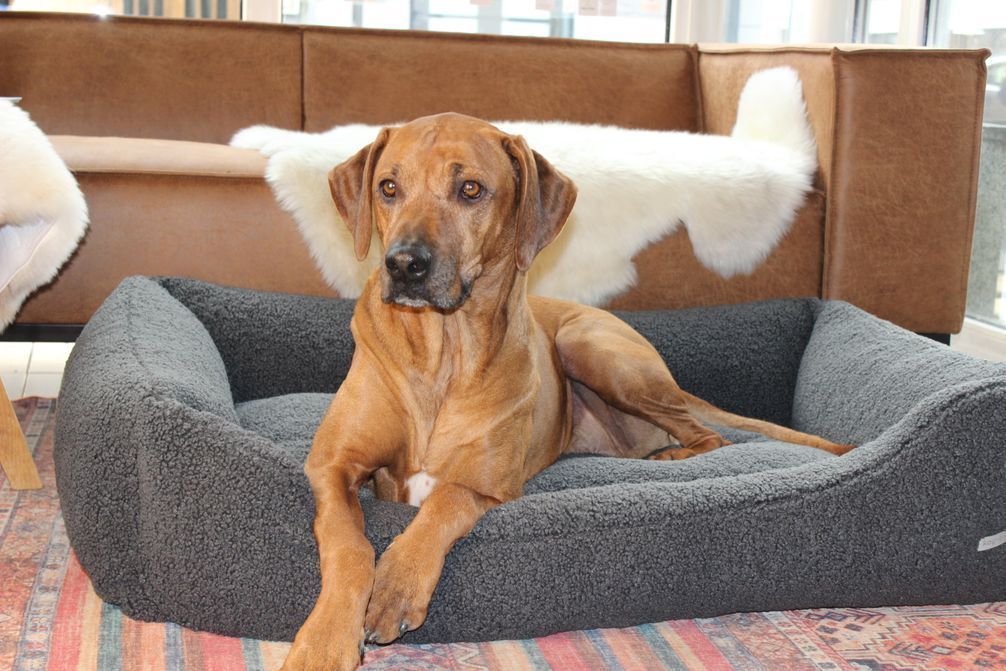 Orthopädisches Hunde Bett  Skjól  Anthrazit