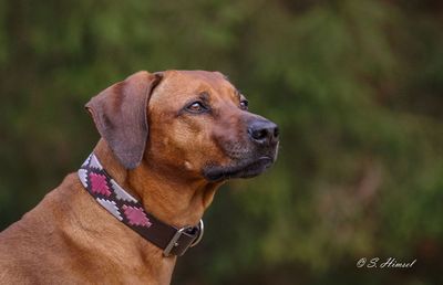 Leder Halsband CHUKKA - Rose new in
