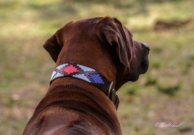 Leder Halsband CHUKKA - Bleu  new in