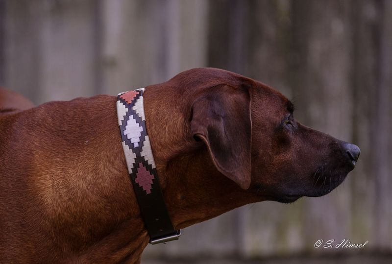 Leder Halsband CHUKKA - Sand   new in