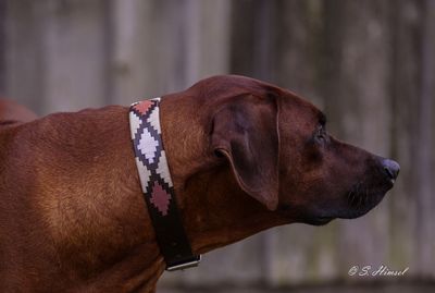 Leder Halsband CHUKKA - Sand   new in