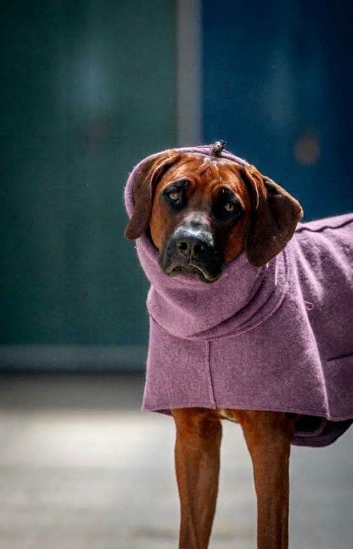Coat FJORD  -  Mauve - 100% Wollwalk