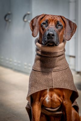 FJORD Wollwalk Wintermantel für Hunde | Kay-line - marone FJORD Wollwalk Wintermantel für Hunde | Kay-line - marone
