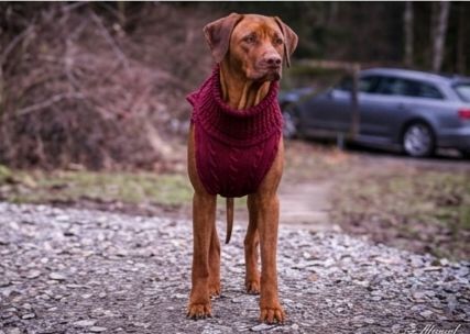 JUMPER SMARTY - dark Grape - Vorbestellung September JUMPER SMARTY - dark Grape - Vorbestellung September
