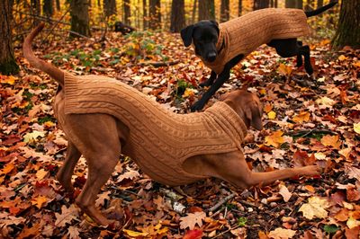 JUMPER SMARTY - Karamell - JUMPER SMARTY - Karamell -