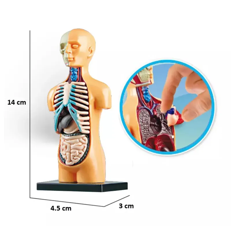 JSBR Science &amp; Human Body Teaching 