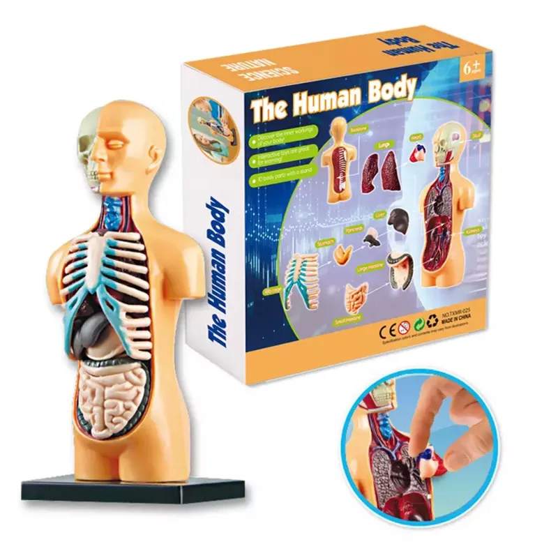 JSBR Science &amp; Human Body Teaching 