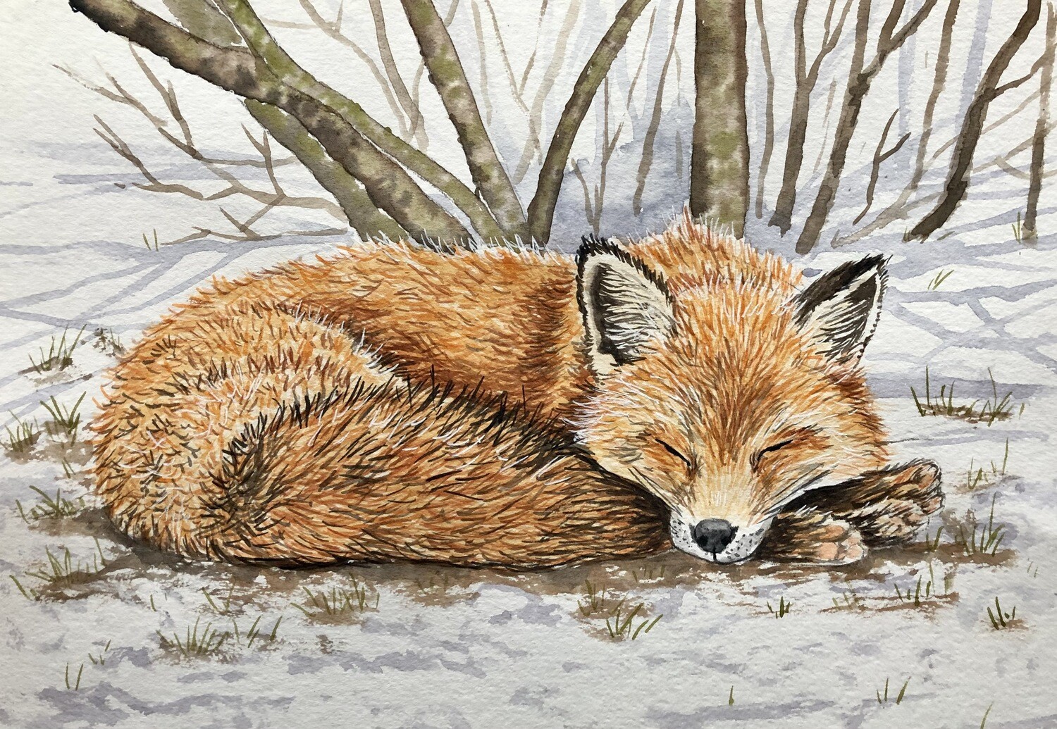 Sleeping Fox in the Snow in Watercolour