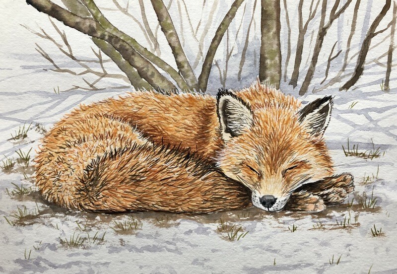 Sleeping Fox in the Snow in Watercolour
