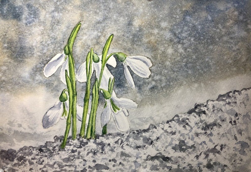 Snowdrops in Watercolour