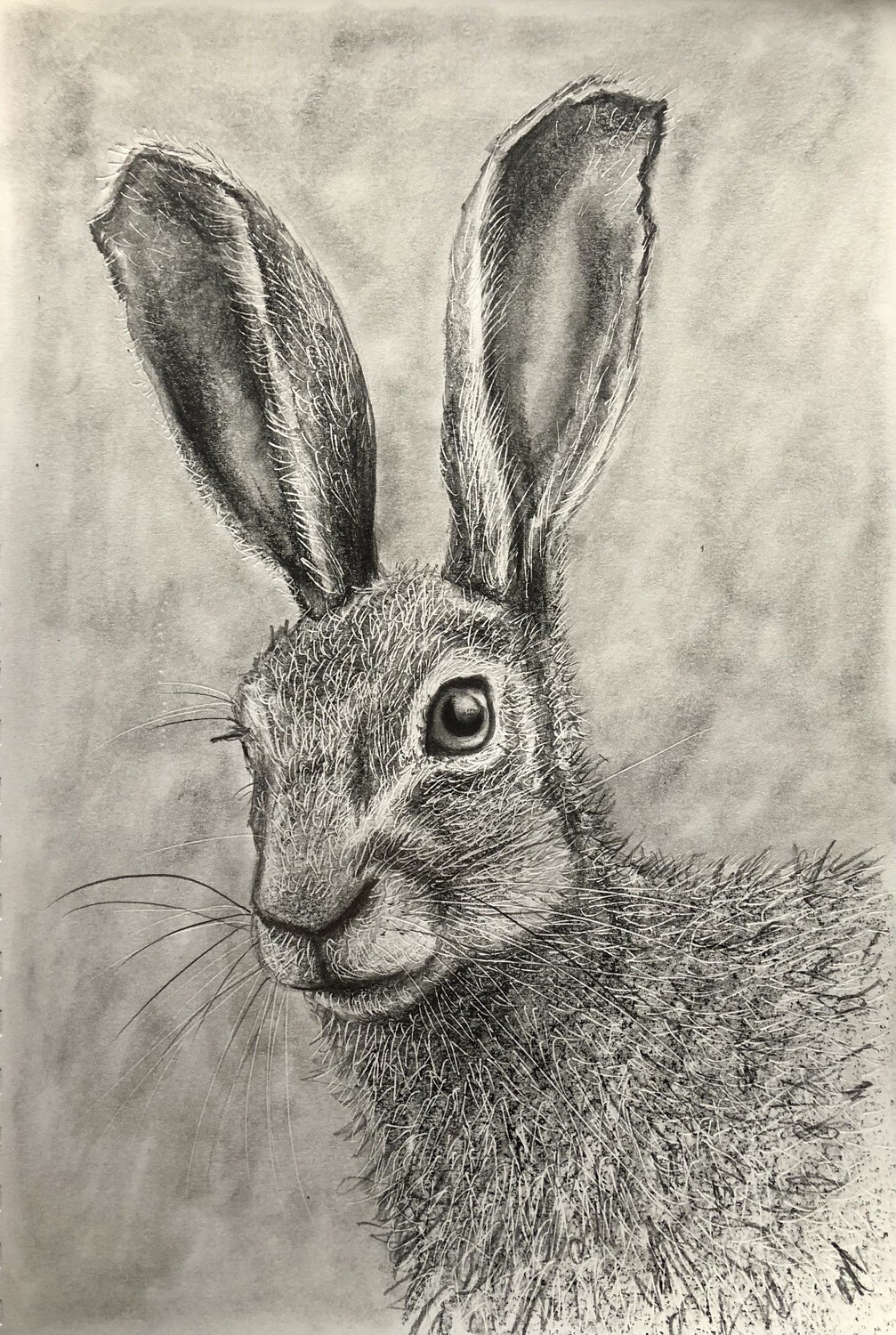 Head of a Hare in Pencil