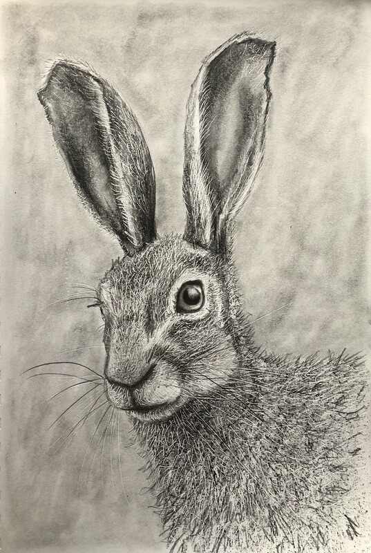 Head of a Hare in Pencil