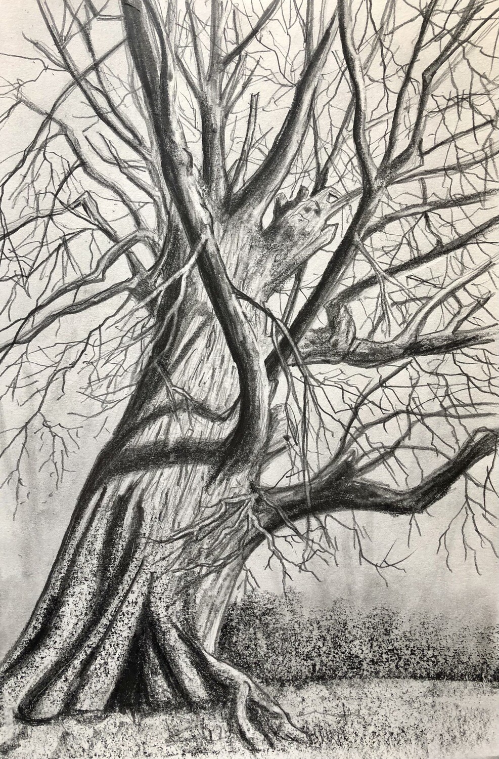 A Big Wintry Tree in Pencil
