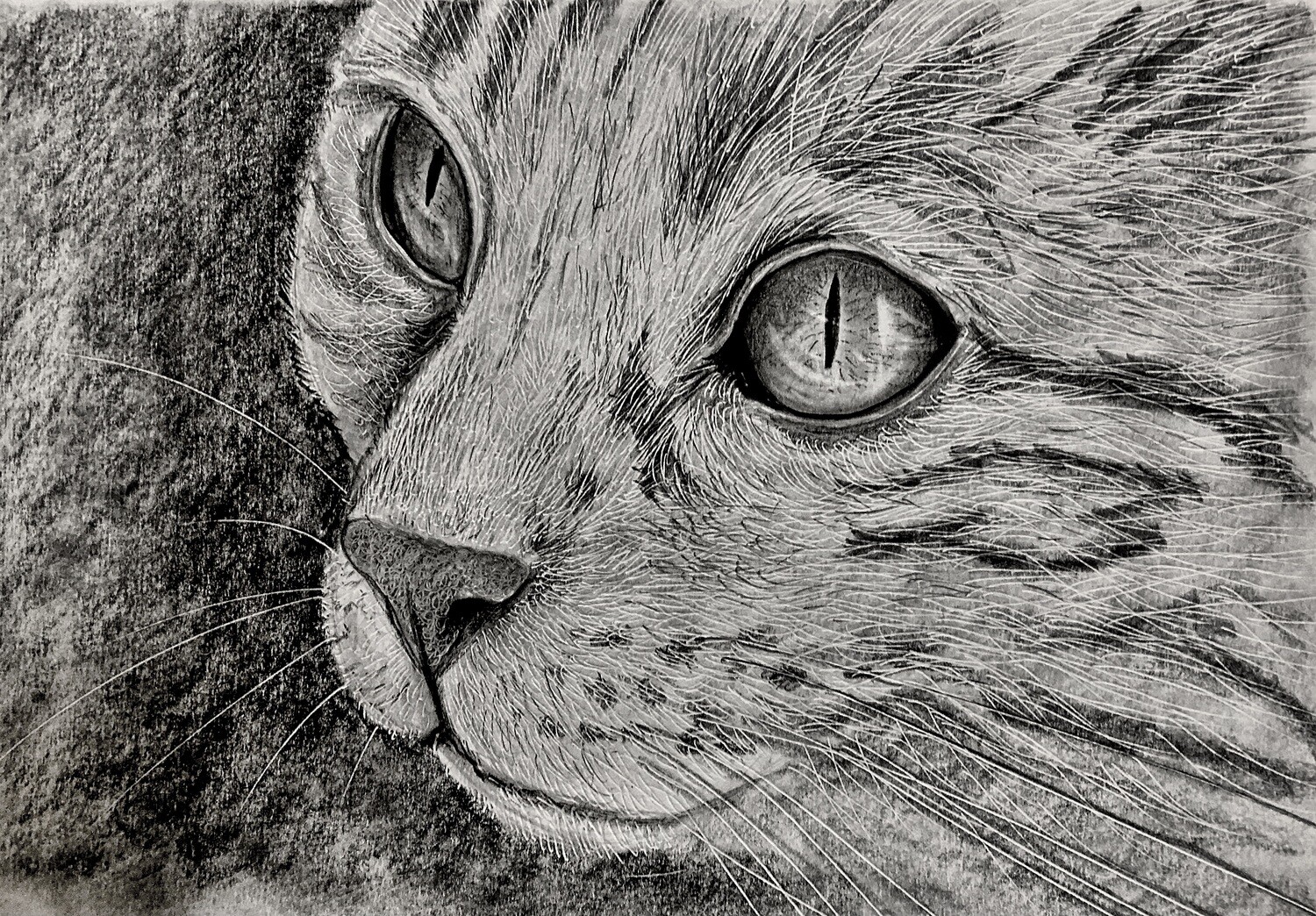 Cat Head Up Close in Pencil