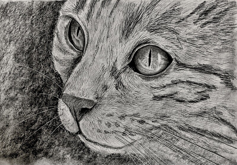 Cat Head Up Close in Pencil