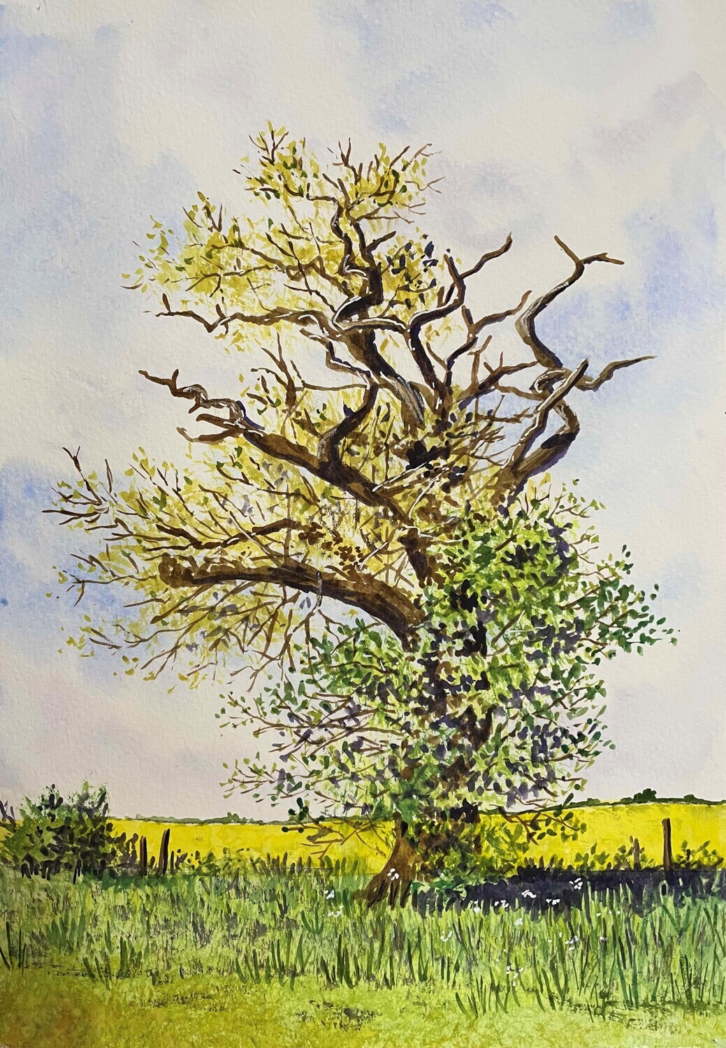 An Old Fieldside Tree in Watercolour