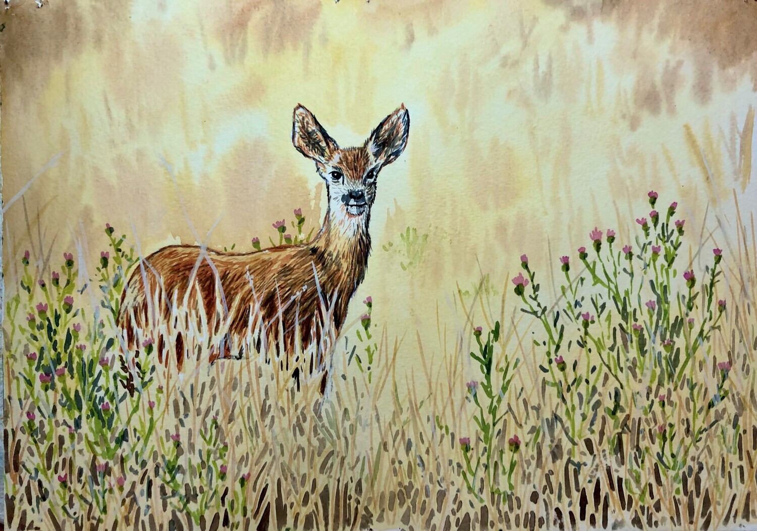 Roe Deer in a Field in Watercolour