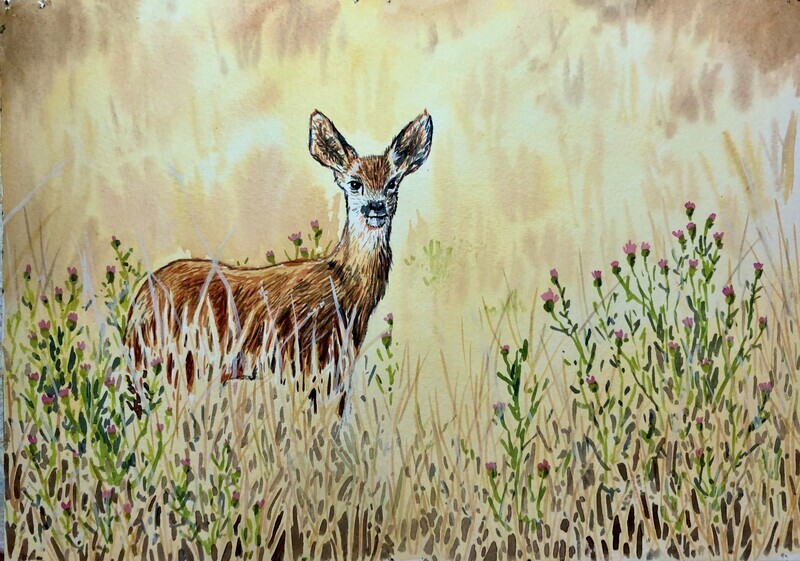 Roe Deer in a Field in Watercolour