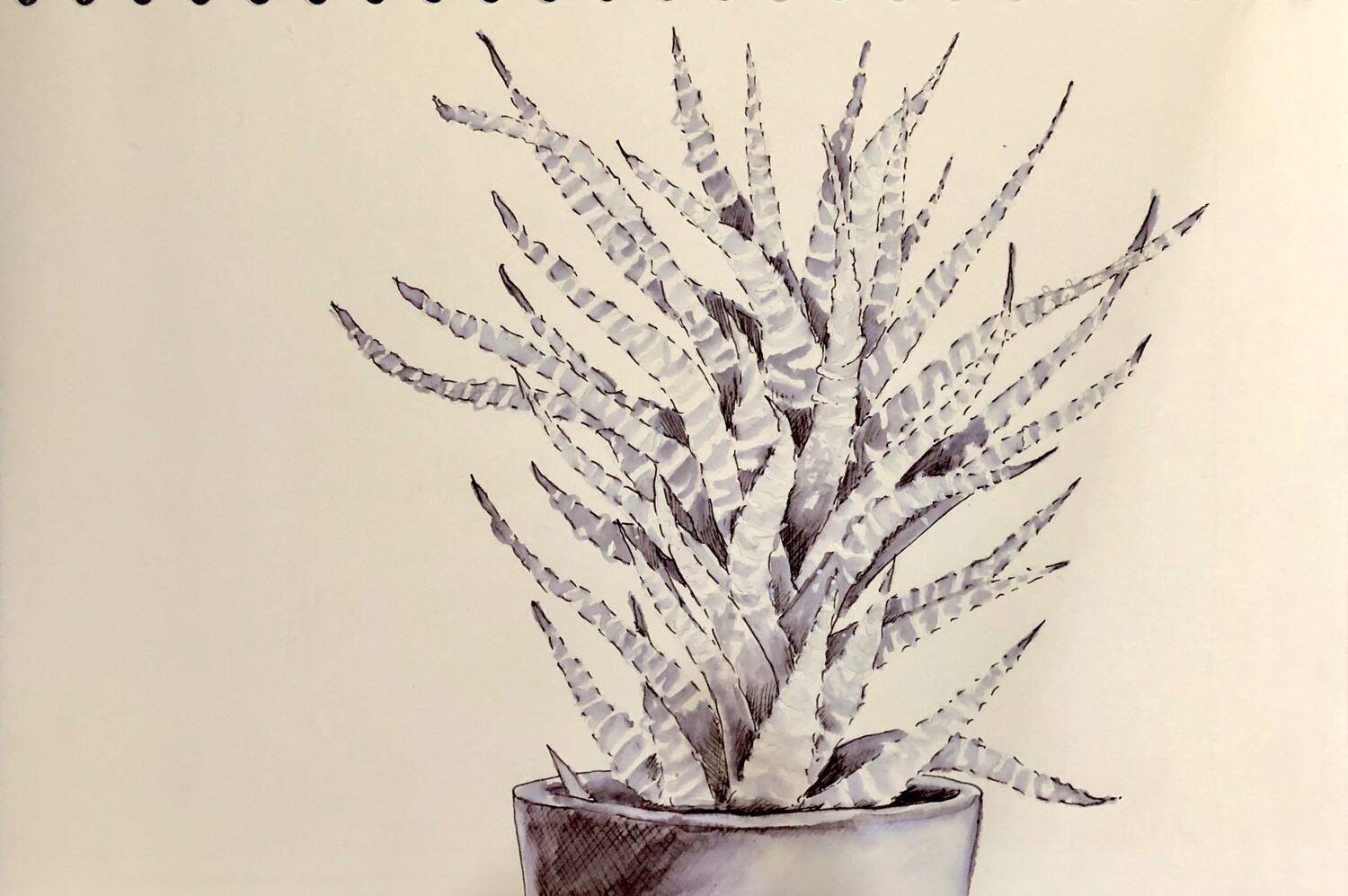 A Succulent in Water Soluble Pen