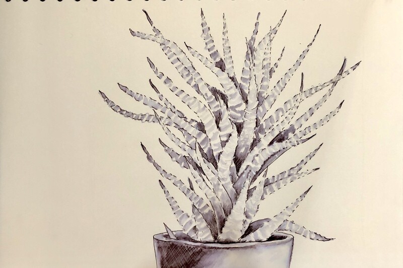 A Succulent in Water Soluble Pen