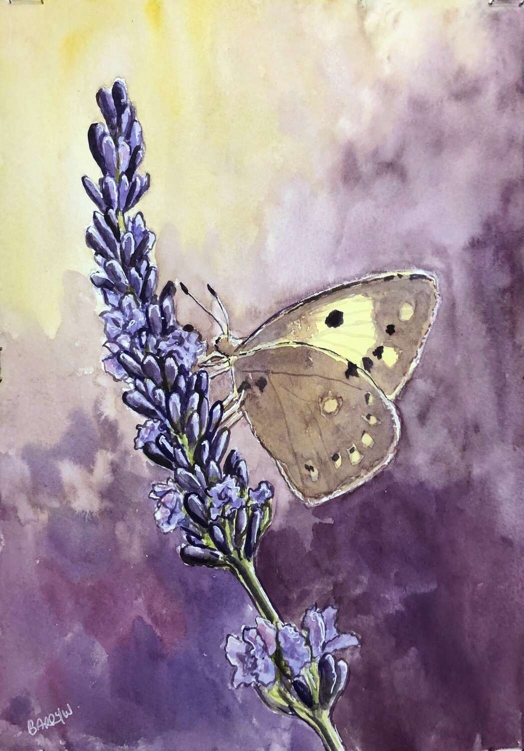 Butterfly on Lavender in Watercolour