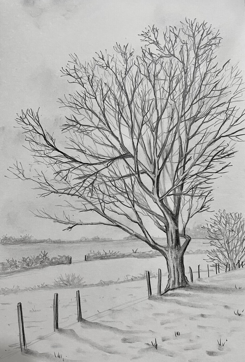 Wintry Tree Practice in Pencil